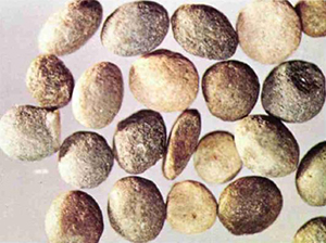 Le Grand-Fougeray grey monazite nodules.