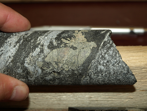 Coarse, subhedral crystals of xenotime-(Y) (centre, yellowish) in biotite-apatite-magnetite veinlets. Olserum, southeastern Sweden. Tasman Metals drill core. Photo: E Jonsson.
